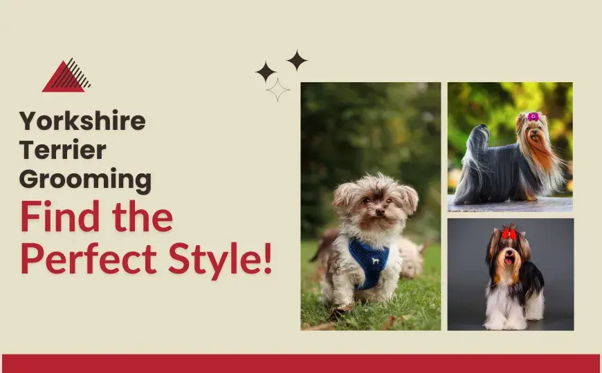 Grooming a Yorkshire Terrier Dog; Different Grooming Styles for Your Yorkie